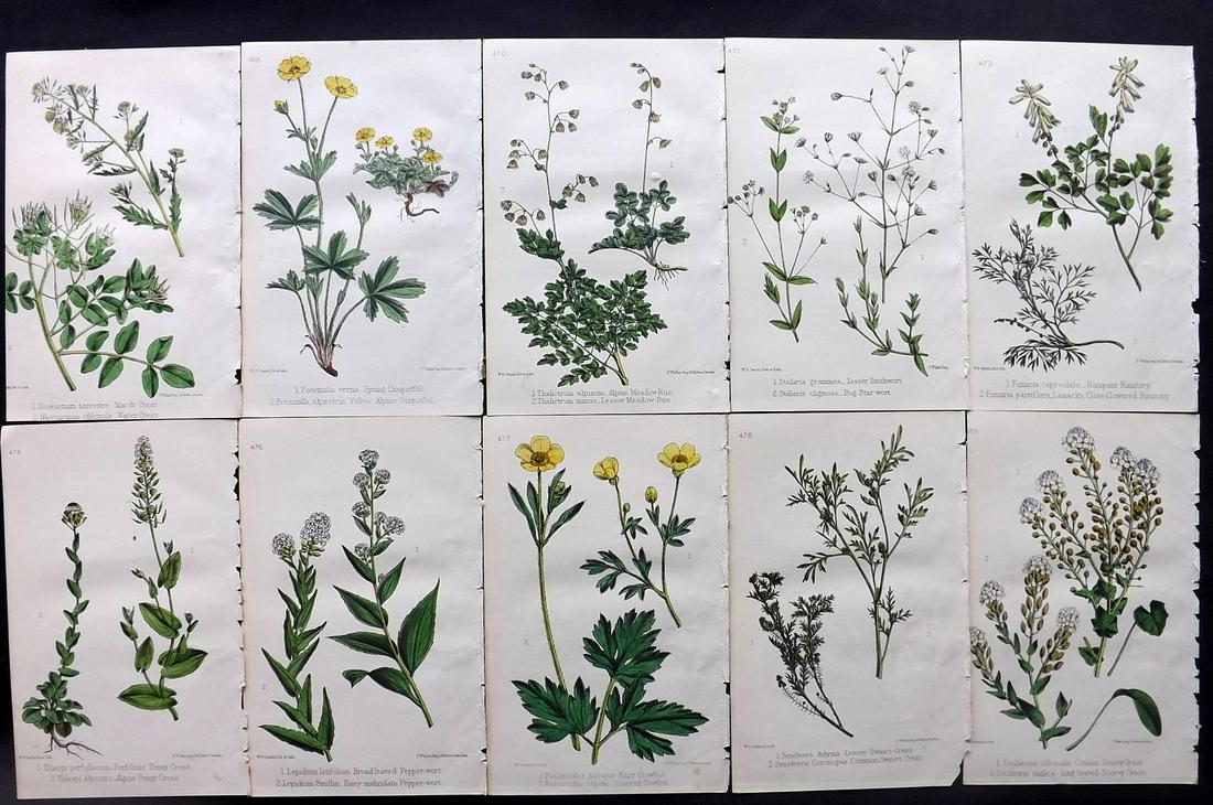 Hogg & Johnson C1870 Lot of 10 HCol Botanical Prints: Hand Coloured Lithographs Published 1863-1880, London for "The Wild Flowers of Great Britain" by Robert Hogg & George W. Johnson. Paper Size: 9 x 5.5 inch (23 x 14cm) Good Condition