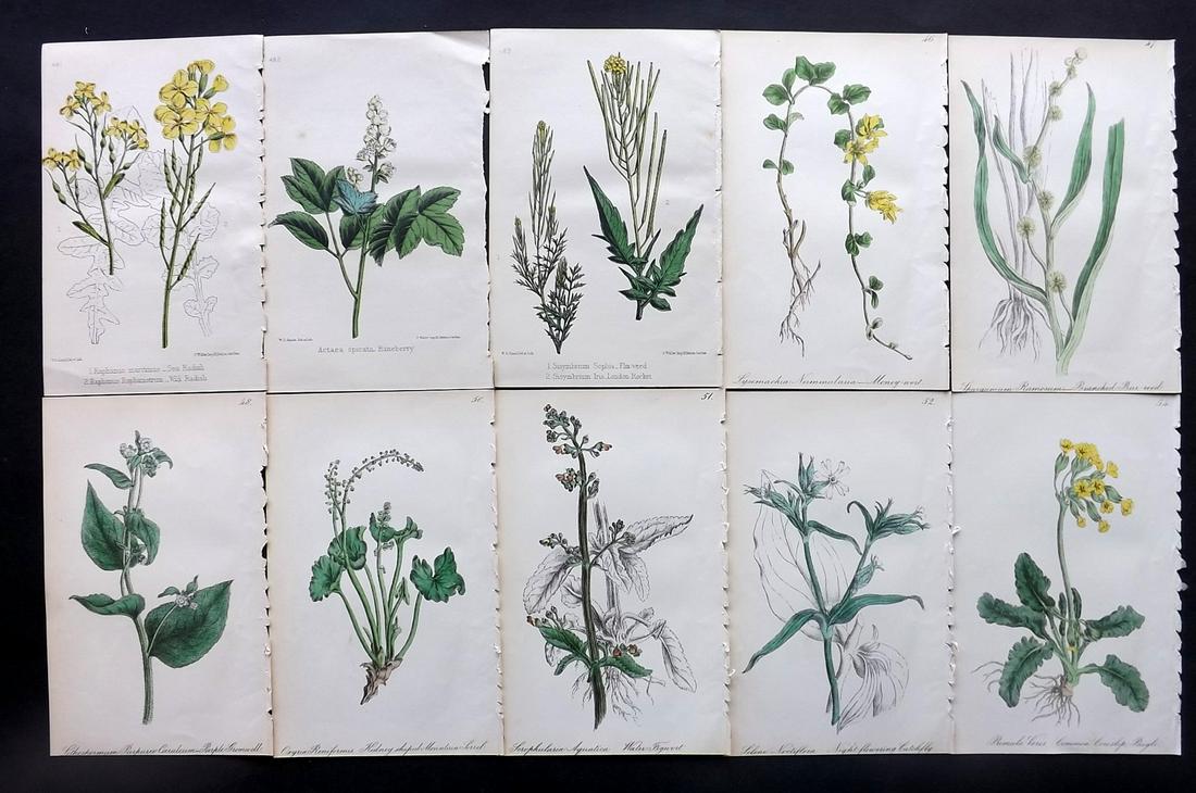 Hogg & Johnson C1870 Lot of 10 HCol Botanical Prints: Hand Coloured Lithographs Published 1863-1880, London for "The Wild Flowers of Great Britain" by Robert Hogg & George W. Johnson. Paper Size: 9 x 5.5 inch (23 x 14cm) Good Condition