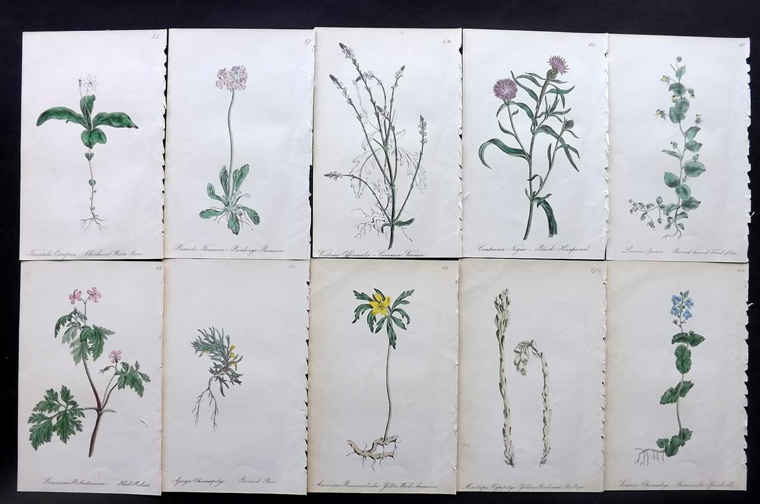 Hogg & Johnson C1870 Lot of 10 HCol Botanical Prints: Hand Coloured Lithographs Published 1863-1880, London for "The Wild Flowers of Great Britain" by Robert Hogg & George W. Johnson. Paper Size: 9 x 5.5 inch (23 x 14cm) Good Condition