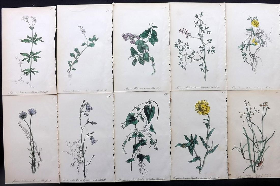 Hogg & Johnson C1870 Lot of 10 HCol Botanical Prints: Hand Coloured Lithographs Published 1863-1880, London for "The Wild Flowers of Great Britain" by Robert Hogg & George W. Johnson. Paper Size: 9 x 5.5 inch (23 x 14cm) Good Condition