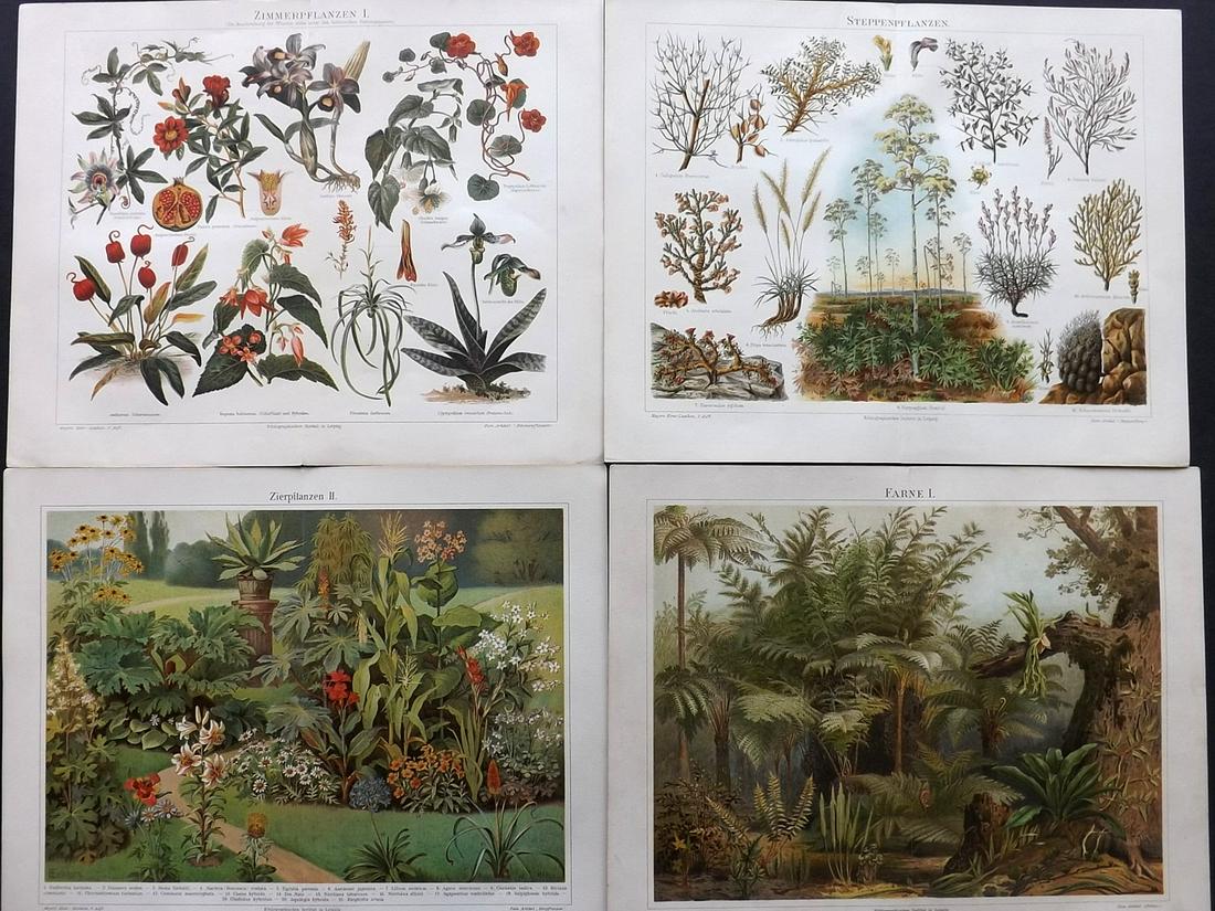 Meyer, Joseph 1890's Lot of 4 Botanical Prints: Chromolithographs Published 1893-97, Leipzig for "Meyers Konversations-Lexikon" by Joseph Meyer et al. Centre fold as published. Paper Size: 12 x 9.5 inch (31 x 25cm) Good Condition