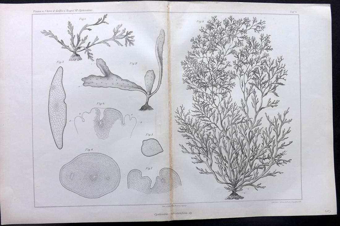 Naples Zoology Station 1883 Folio Seaweed Print 04: Folio Lithograph Published 1883, Leipzig for "Fauna und Flora des Golfes von Neapal" by The Zoologischen Station Zu Neapel. Paper Size: 17 x 11.5 inch (43 x 29cm) Very minor toning. Good Condition