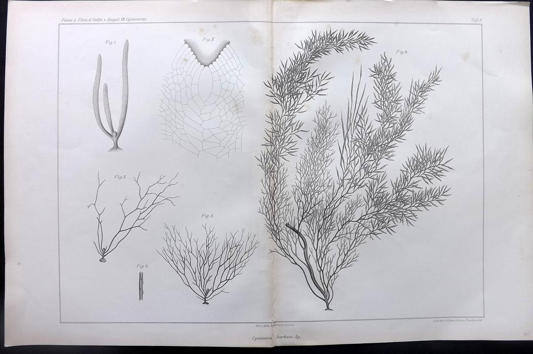 Naples Zoology Station 1883 Folio Seaweed Print 05: Folio Lithograph Published 1883, Leipzig for "Fauna und Flora des Golfes von Neapal" by The Zoologischen Station Zu Neapel. Paper Size: 17 x 11.5 inch (43 x 29cm) Minor toning, otherwise Good Conditio