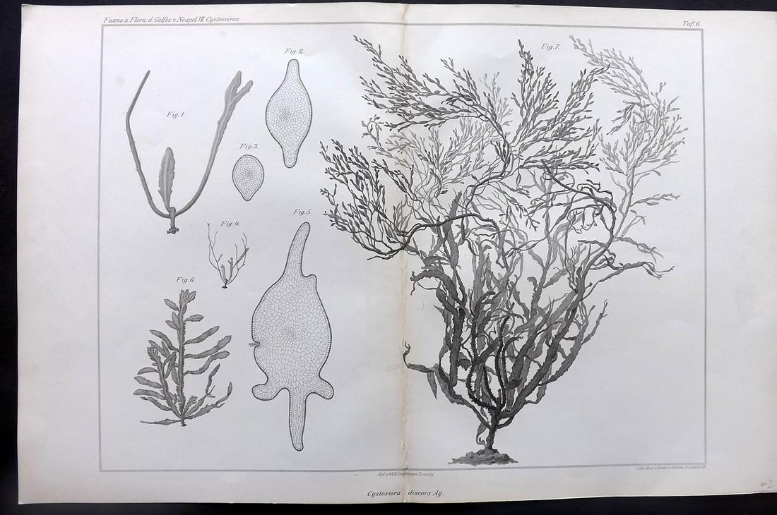 Naples Zoology Station 1883 Folio Seaweed Print 06: Folio Lithograph Published 1883, Leipzig for "Fauna und Flora des Golfes von Neapal" by The Zoologischen Station Zu Neapel. Paper Size: 17 x 11.5 inch (43 x 29cm) Very minor toning on centre fold. Goo