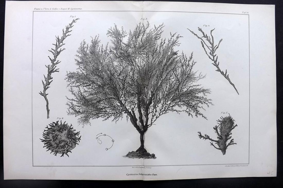 Naples Zoology Station 1883 Folio Seaweed Print 11: Folio Lithograph Published 1883, Leipzig for "Fauna und Flora des Golfes von Neapal" by The Zoologischen Station Zu Neapel. Paper Size: 17 x 11.5 inch (43 x 29cm) Good Condition