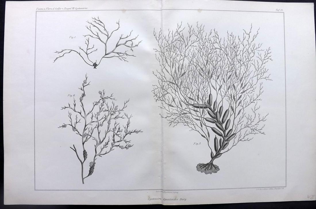Naples Zoology Station 1883 Folio Seaweed Print 14: Folio Lithograph Published 1883, Leipzig for "Fauna und Flora des Golfes von Neapal" by The Zoologischen Station Zu Neapel. Paper Size: 17 x 11.5 inch (43 x 29cm) A couple of tiny tone spots. Good Con