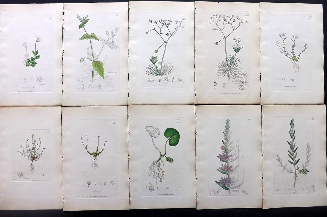 Sowerby, James C1840 Lot 10 Part HCol Botanical Prints: Partial Hand Colored Etchings only (as issued) Published London, 1832-46 for "English Botany; or, Coloured Figures of British Plants…" Second Edition by James Sowerby and Edward Smith. Paper Size: 9