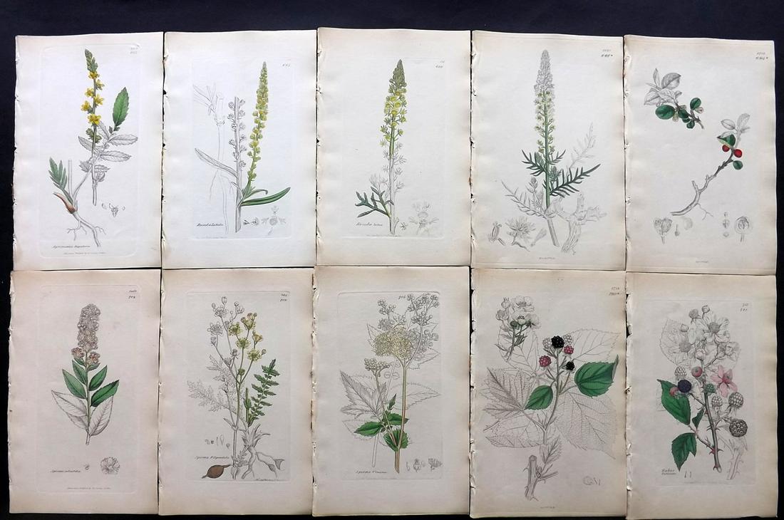 Sowerby, James C1840 Lot 10 Part HCol Botanical Prints: Partial Hand Colored Etchings only (as issued) Published London, 1832-46 for "English Botany; or, Coloured Figures of British Plants…" Second Edition by James Sowerby and Edward Smith. Paper Size: 9