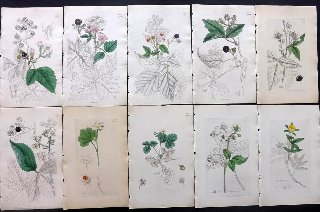 Sowerby, James C1840 Lot 10 Part HCol Botanical Prints: Partial Hand Colored Etchings only (as issued) Published London, 1832-46 for "English Botany; or, Coloured Figures of British Plants…" Second Edition by James Sowerby and Edward Smith. Paper Size: 9