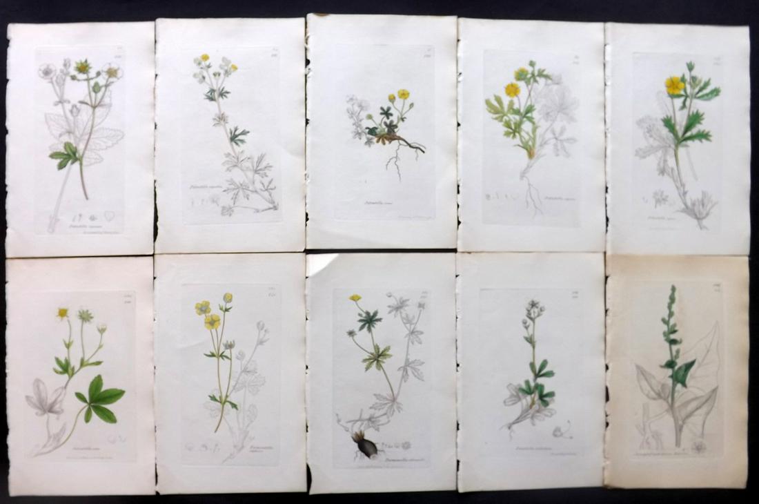 Sowerby, James C1840 Lot 10 Part HCol Botanical Prints: Partial Hand Colored Etchings only (as issued) Published London, 1832-46 for "English Botany; or, Coloured Figures of British Plants…" Second Edition by James Sowerby and Edward Smith. Paper Size: 9