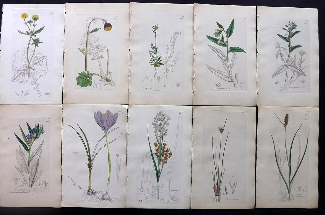 Sowerby, James C1840 Lot 10 Part HCol Botanical Prints: Partial Hand Colored Etchings only (as issued) Published London, 1832-46 for "English Botany; or, Coloured Figures of British Plants…" Second Edition by James Sowerby and Edward Smith. Paper Size: 9