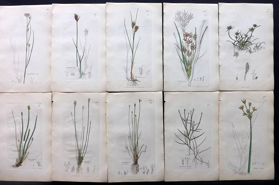 Sowerby, James C1840 Lot 10 Part HCol Botanical Prints: Partial Hand Colored Etchings only (as issued) Published London, 1832-46 for "English Botany; or, Coloured Figures of British Plants…" Second Edition by James Sowerby and Edward Smith. Paper Size: 9