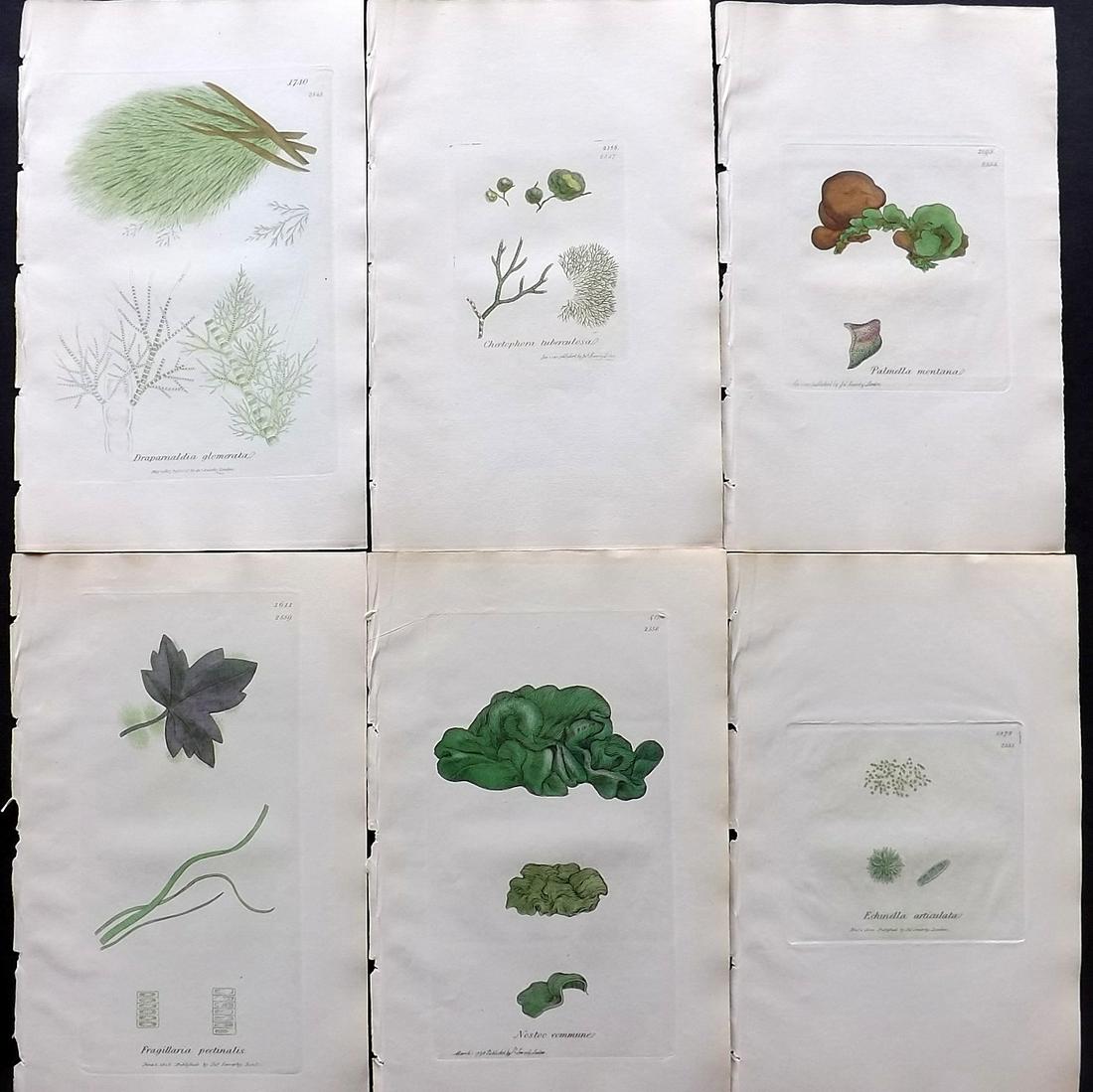 Sowerby, James C1840 Lot of 6 Hand Col Seaweed Prints: Hand Colored Etchings only (as issued) Published London, 1832-46 for "English Botany; or, Coloured Figures of British Plants…" Second Edition by James Sowerby and Edward Smith. Paper Size: 9 x 5.5 i