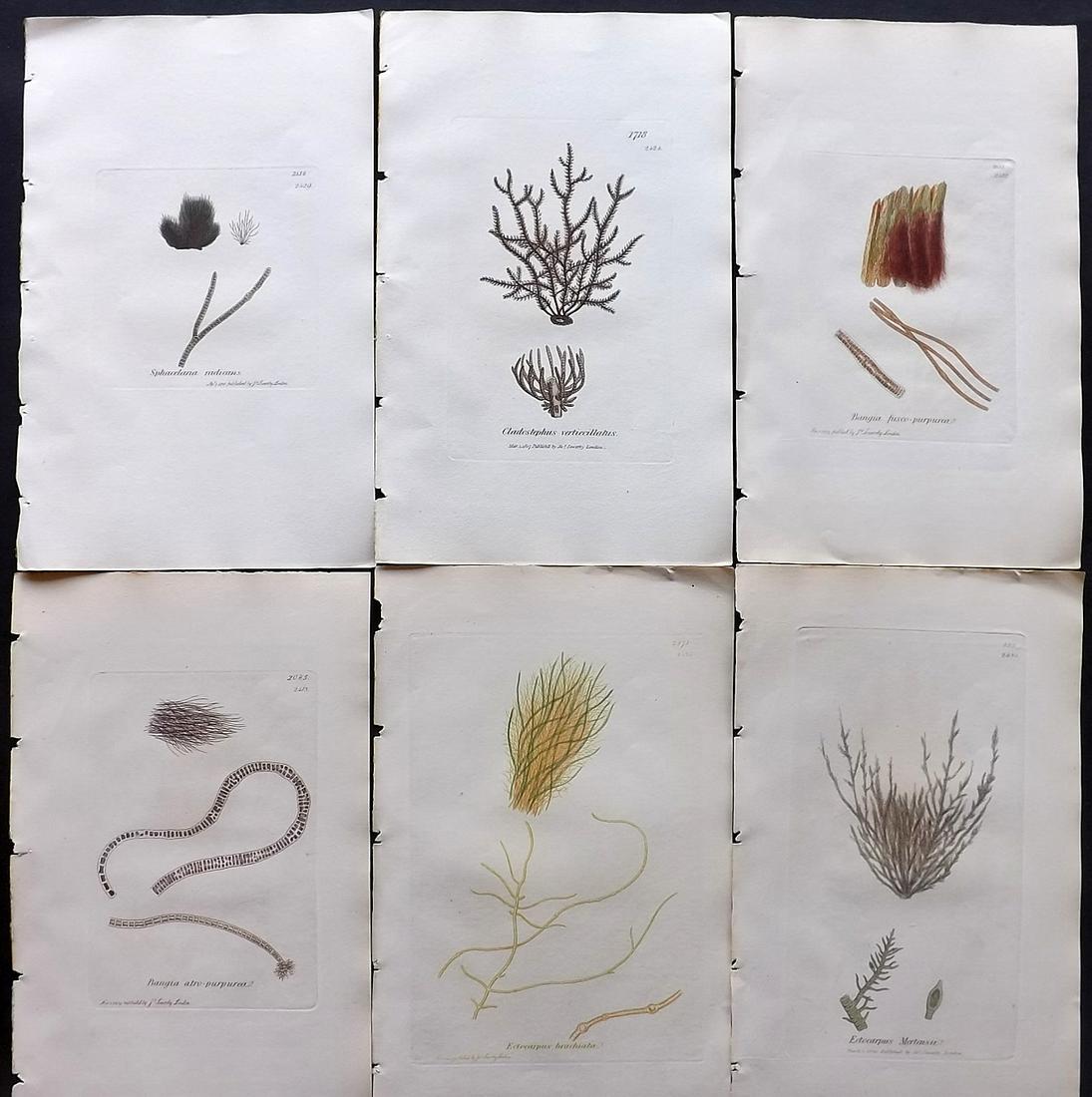 Sowerby, James C1840 Lot of 6 Hand Col Seaweed Prints: Hand Colored Etchings only (as issued) Published London, 1832-46 for "English Botany; or, Coloured Figures of British Plants…" Second Edition by James Sowerby and Edward Smith. Paper Size: 9 x 5.5 i