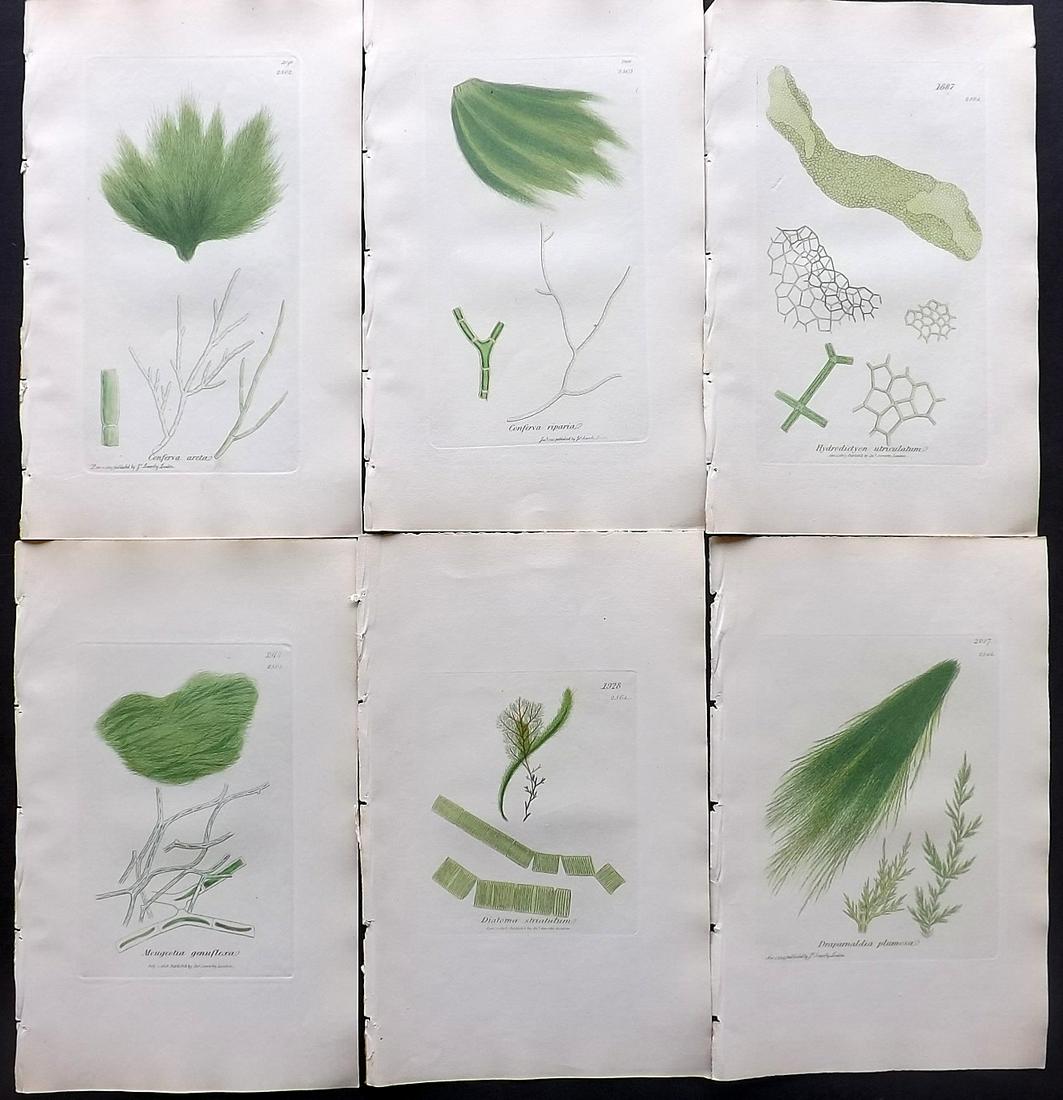 Sowerby, James C1840 Lot of 6 Hand Col Seaweed Prints: Hand Colored Etchings only (as issued) Published London, 1832-46 for "English Botany; or, Coloured Figures of British Plants…" Second Edition by James Sowerby and Edward Smith. Paper Size: 9 x 5.5 i