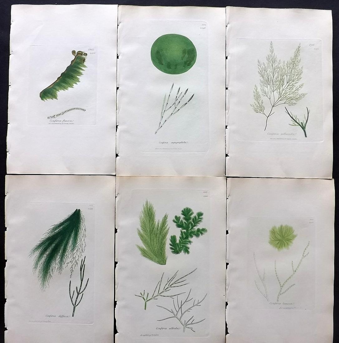 Sowerby, James C1840 Lot of 6 Hand Col Seaweed Prints: Hand Colored Etchings only (as issued) Published London, 1832-46 for "English Botany; or, Coloured Figures of British Plants…" Second Edition by James Sowerby and Edward Smith. Paper Size: 9 x 5.5 i