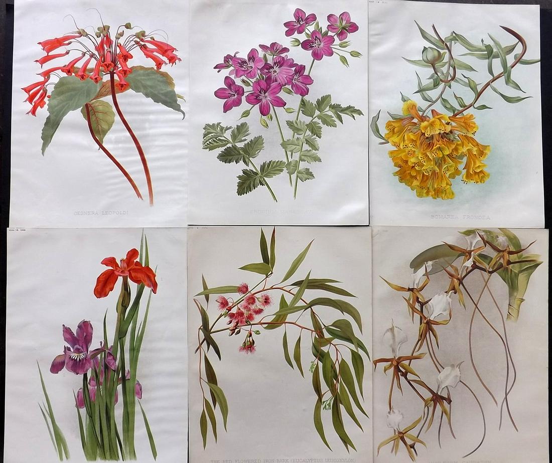 The Garden C1890 Lot of 6 Botanical Prints: Chromolithographs Published 1872-1927, London for "The Garden. An Illustrated Weekly Journal of Horticulture in all its Branches" Edited by William Robinson and others. Paper Size: 11.5 x 9 inch (29 x