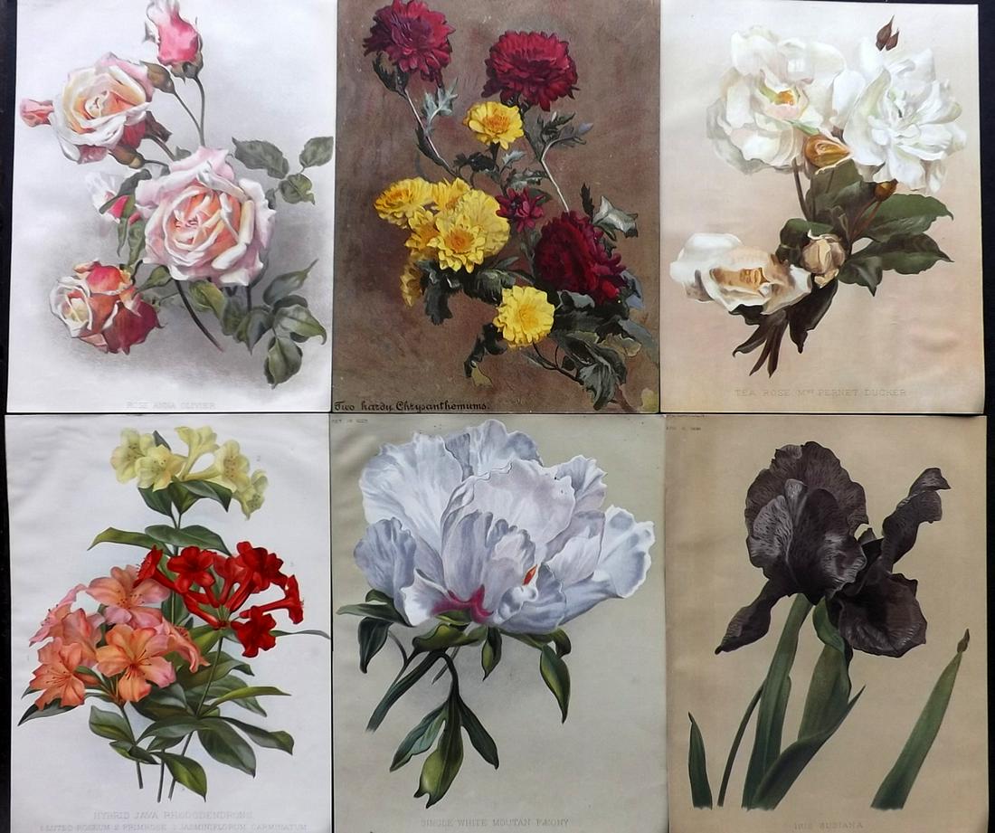 The Garden C1890 Lot of 6 Botanical Prints: Chromolithographs Published 1872-1927, London for "The Garden. An Illustrated Weekly Journal of Horticulture in all its Branches" Edited by William Robinson and others. Paper Size: 11.5 x 9 inch (29 x