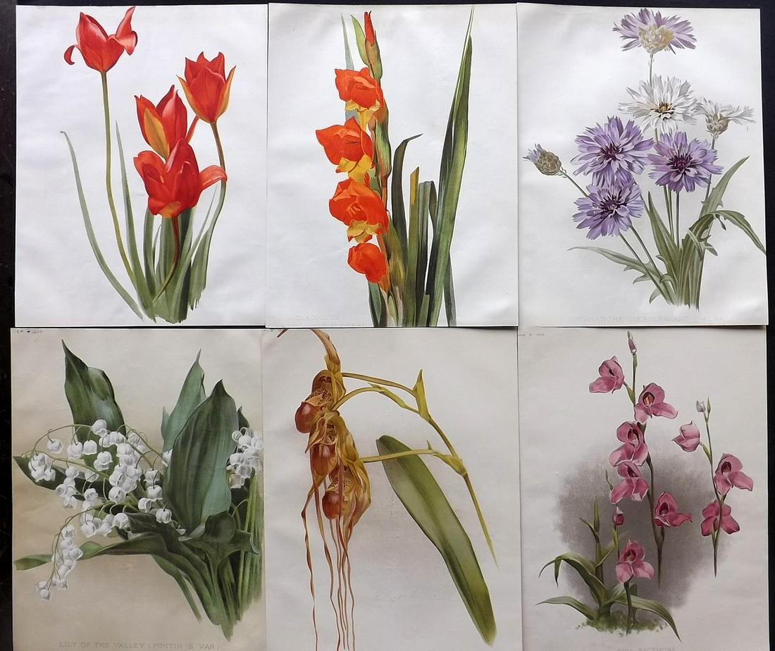 The Garden C1890 Lot of 6 Botanical Prints: Chromolithographs Published 1872-1927, London for "The Garden. An Illustrated Weekly Journal of Horticulture in all its Branches" Edited by William Robinson and others. Paper Size: 11.5 x 9 inch (29 x