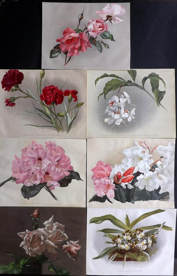 The Garden C1890 Lot of 7 Botanical Prints: Chromolithographs Published 1872-1927, London for "The Garden. An Illustrated Weekly Journal of Horticulture in all its Branches" Edited by William Robinson and others. Paper Size: 11.5 x 9 inch (29 x