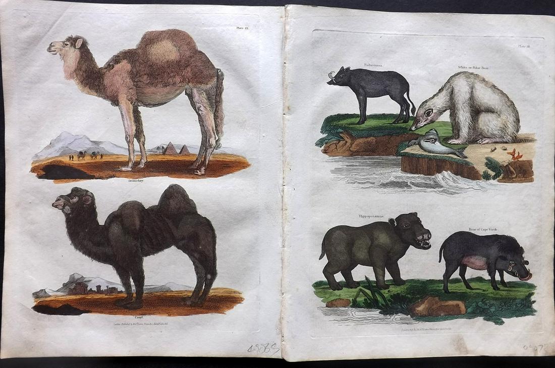Buffon & Smellie C1821 Pair HC Prints. Hippo Camel Bear: Hand Colored Copper Plate Published C1821 by Thomas Kelly, London for "A Natural History, General and Particular..." by The Comte de Buffon and William Smellie. Paper Size: 10 x 8 inch (26 x 21cm) Ver