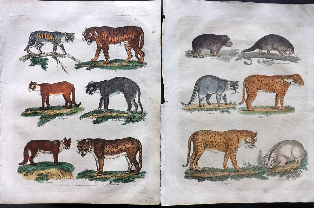Buffon & Smellie C1821 Pair of HC Prints. Big Cats (1 of 2)