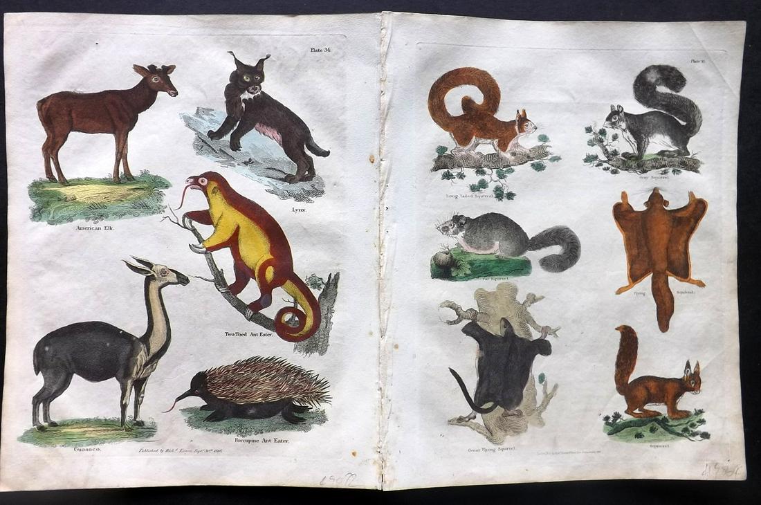 Buffon & Smellie C1821 Pair of HC Prints. Rodents etc: Hand Colored Copper Plate Published C1821 by Thomas Kelly, London for "A Natural History, General and Particular..." by The Comte de Buffon and William Smellie. Paper Size: 10 x 8 inch (26 x 21cm) Ver