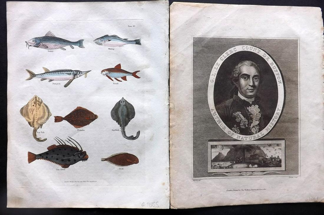 Buffon & Smellie C1821 Pair of Prints. Fish & Portrait: Hand Colored Copper Plate, and Uncolored Portrait of Buffon Published C1821 by Thomas Kelly, London for "A Natural History, General and Particular..." by The Comte de Buffon and William Smellie. Paper