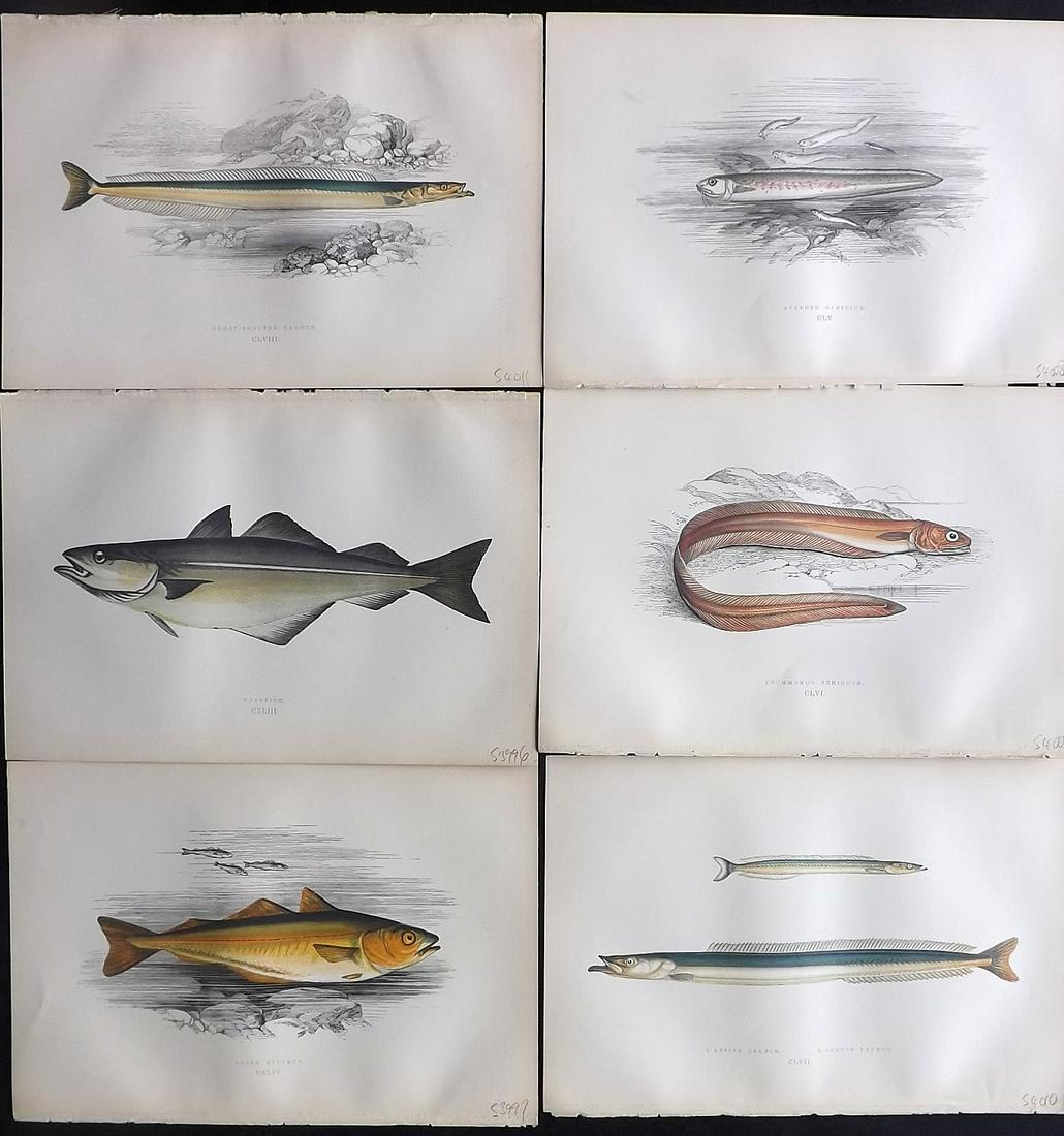 Couch, Jonathan 1877-78 Lot of 6 Fish Prints: Color Printed Woodblocks Published 1862, London for "A History of the Fishes of the British Islands" by Jonathan Couch. Paper Size: 9.5 x 6.5 inch (24 x 16.5cm) Good Condition