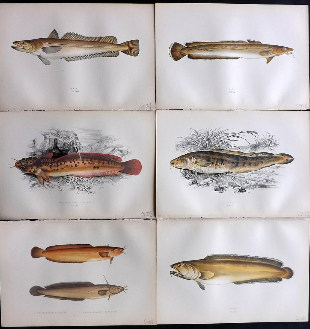 Couch, Jonathan 1877-78 Lot of 6 Fish Prints: Color Printed Woodblocks Published 1862, London for "A History of the Fishes of the British Islands" by Jonathan Couch. Paper Size: 9.5 x 6.5 inch (24 x 16.5cm) Good Condition