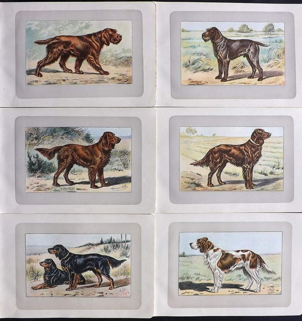 Mahler, P. 1907 Lot of 6 Antique Dog Prints (1 of 2)