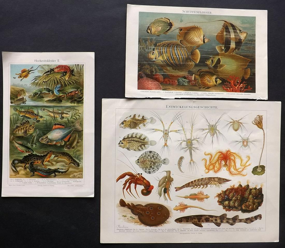 Meyer, Joseph 1890's Lot of 3 Fish, Sea Life Prints: Chromolithographs Published 1893-97, Leipzig for "Meyers Konversations-Lexikon" by Joseph Meyer et al. Centre fold as published. Paper Size: Up to 12 x 9.5 inch (31 x 25cm) Good Condition