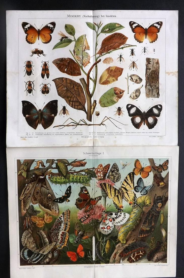 Meyer, Joseph 1890's Pair of Butterfly Prints (1 of 2)