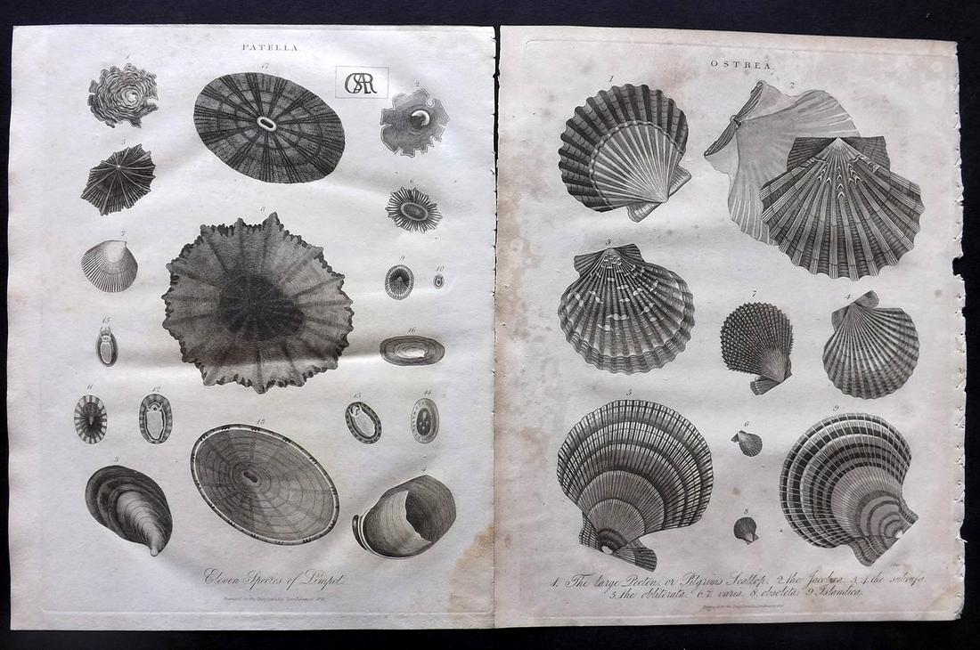 Wilkes, John C1815 Pair of Antique Shell Prints (1 of 2)