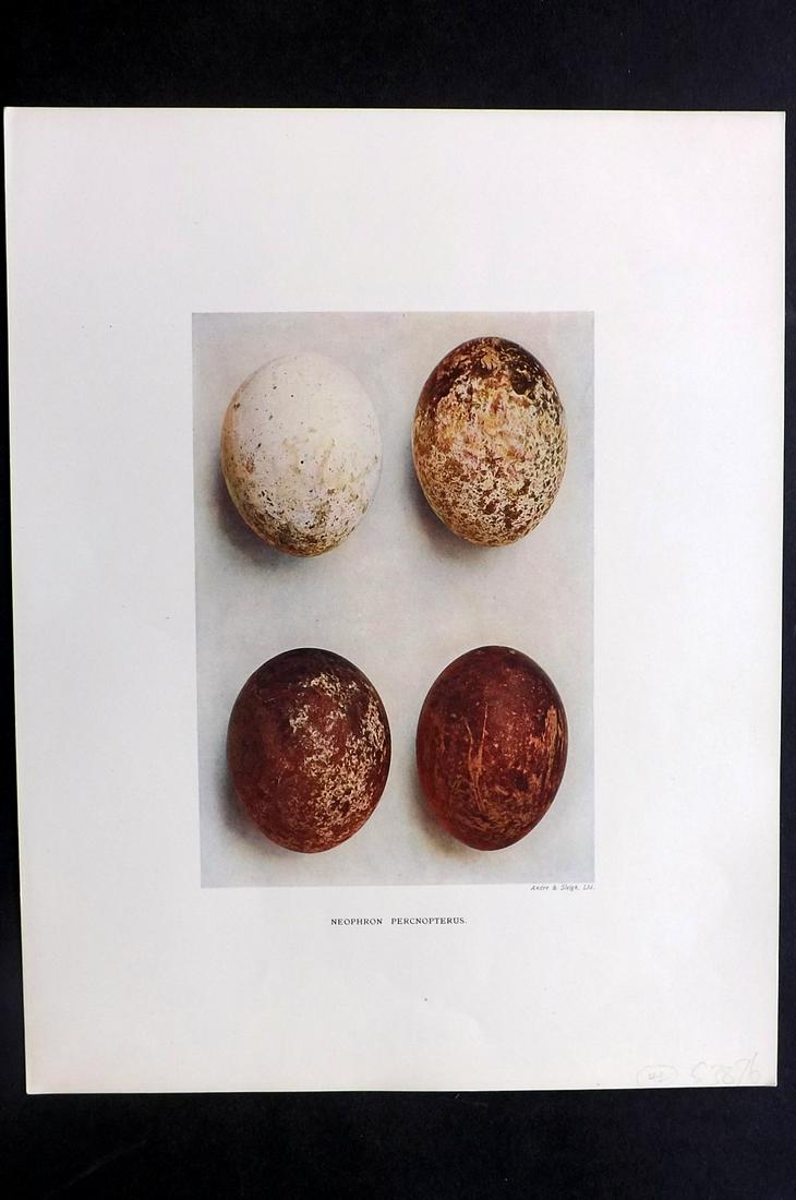 Dresser, Henry 1910 Bird Egg Print. Neophron (1 of 2)