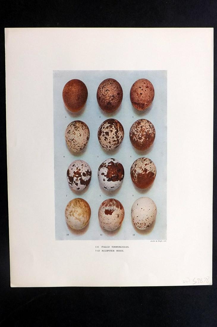 Dresser, Henry 1910 Bird Egg Print. Falco, Accipiter: Folio Halftone Lithograph Published 1905-10, London for "Eggs Of The Birds Of Europe..." by Henry Dresser. Rare. Paper Size: 13 x 10 inch (33 x 25cm) Good Condition