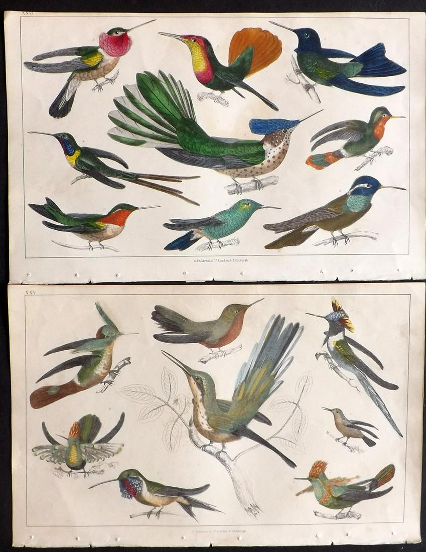Goldsmith, Oliver 1847 Pair HC Bird Prints Hummingbirds (1 of 2)
