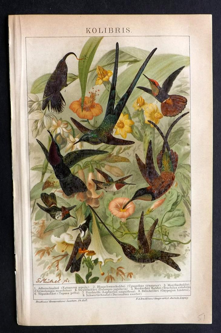 Meyer, Joseph 1890's Bird Print. Hummingbirds: Chromolithographs Published 1893-97, Leipzig for "Meyers Konversations-Lexikon" by Joseph Meyer et al. Paper Size: 9.5 x 6 inch (24 x 16cm) Good Condition