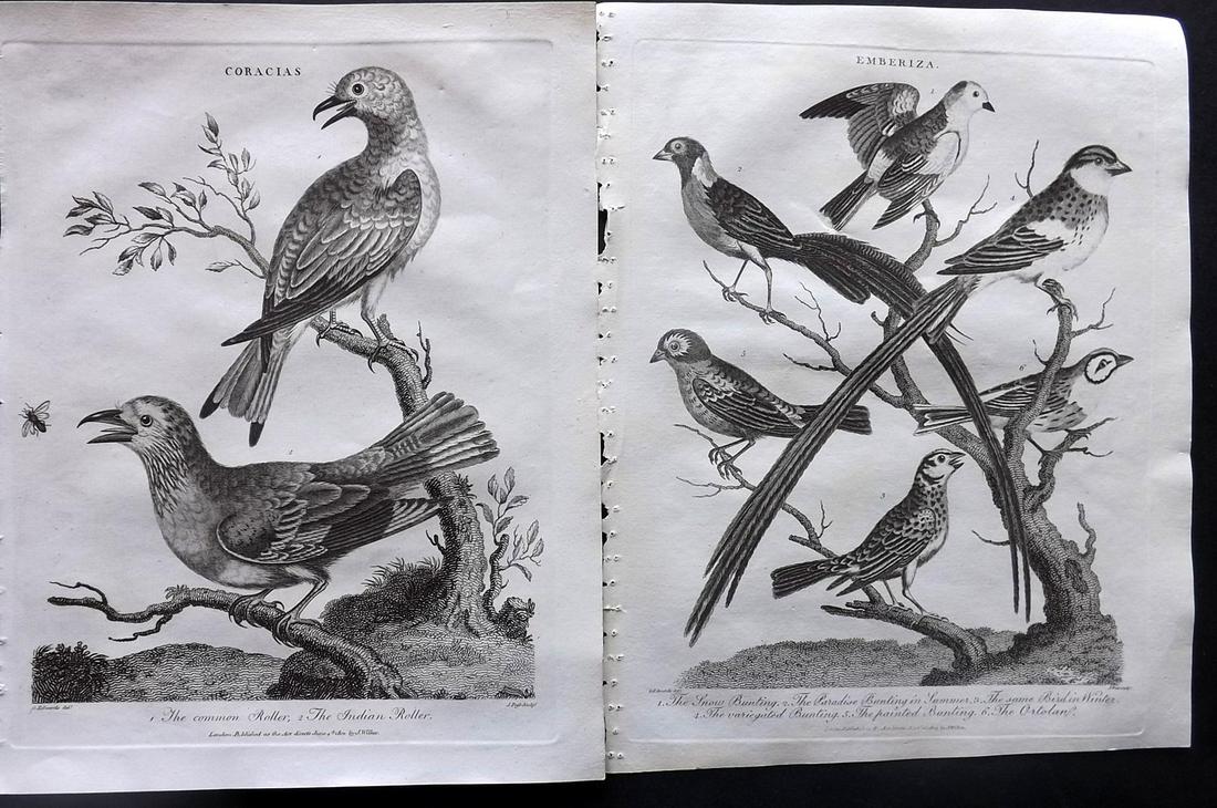 Wilkes, John 1803 Pair of Bird Prints. Bunting, Roller (1 of 2)