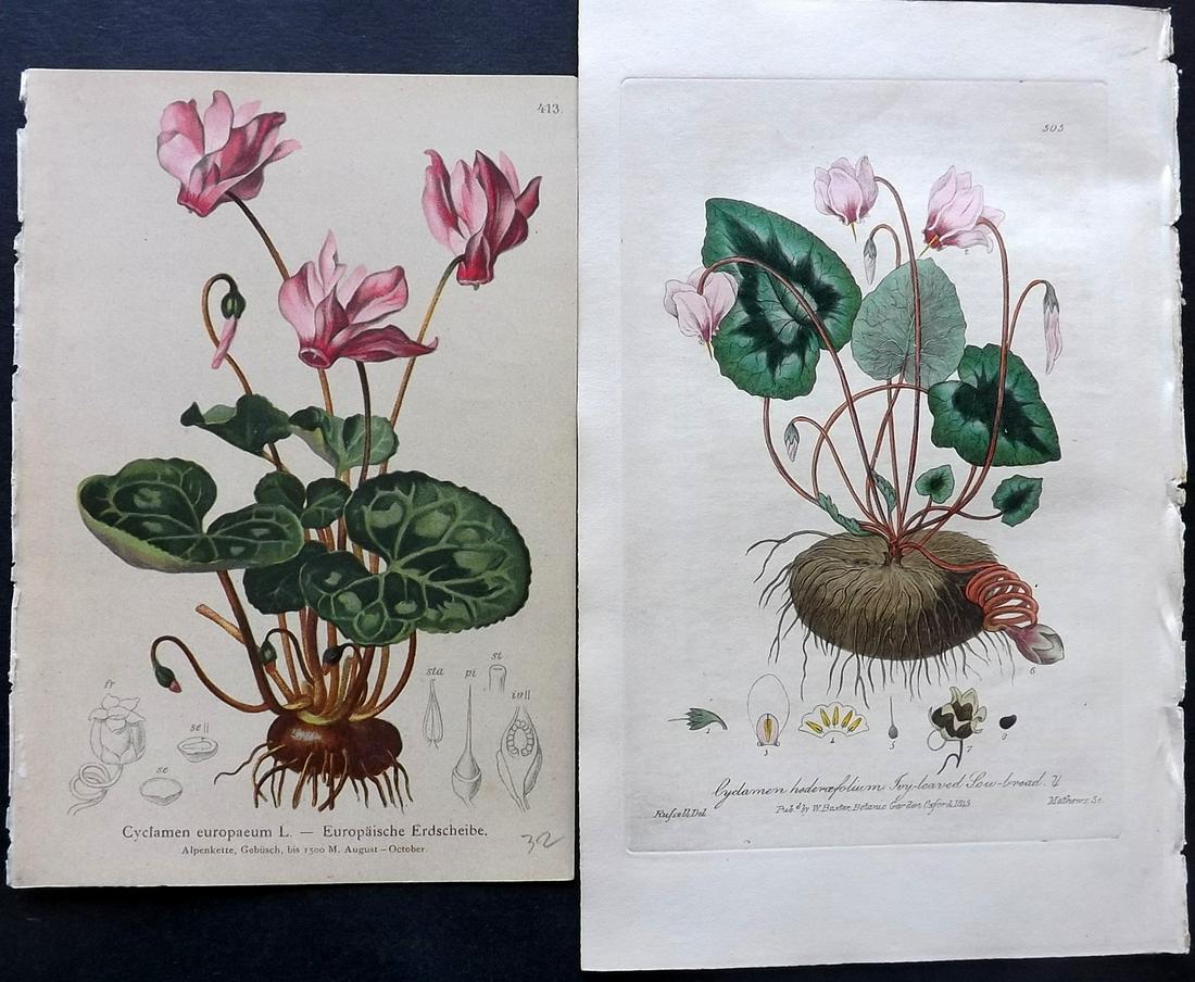 Cyclamen C1840-84 Pair of Prints by Baxter & Hartinger (1 of 2)