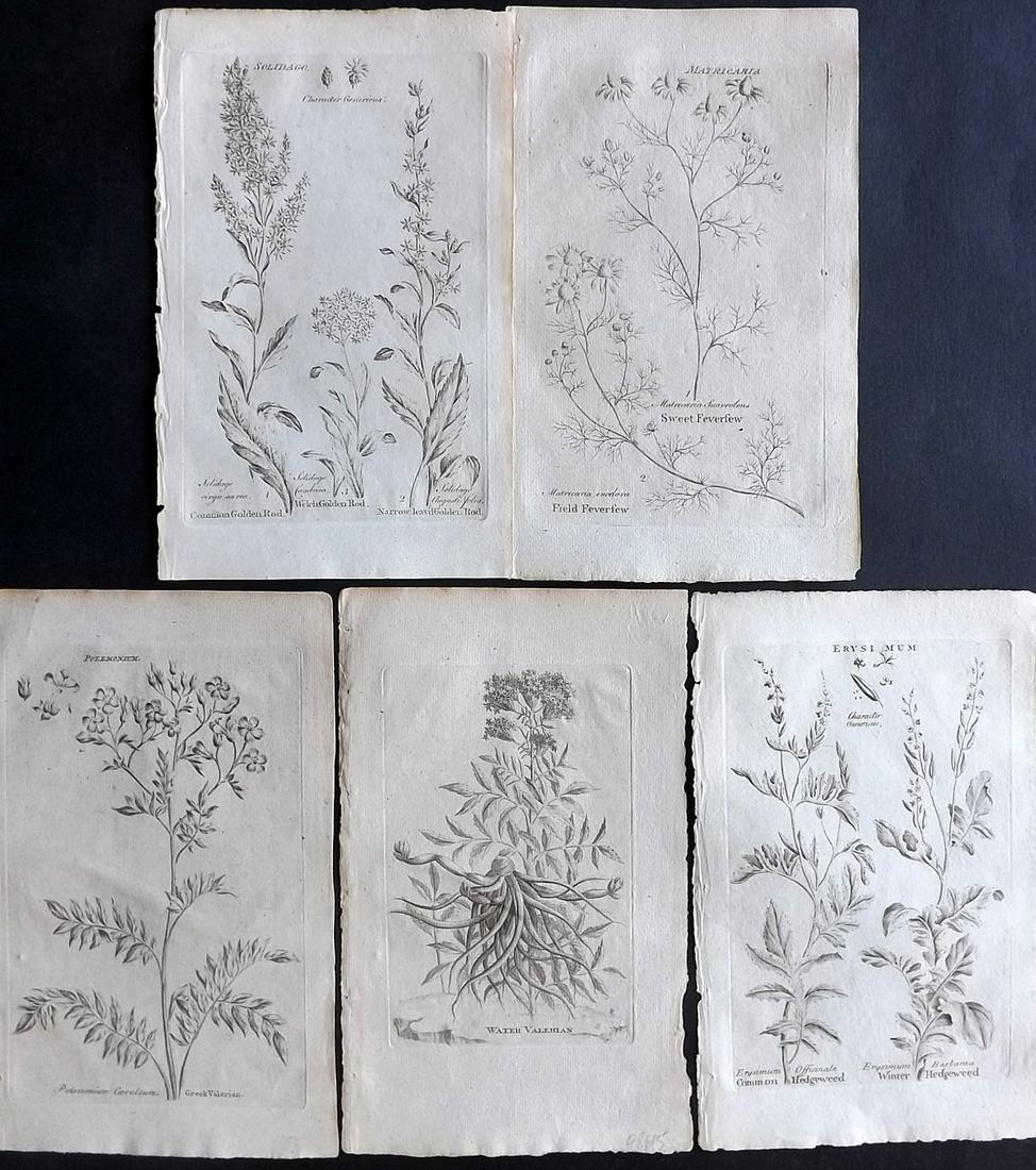 Hill & Culpeper 1792 Lot of 5 Botanical Prints (1 of 2)