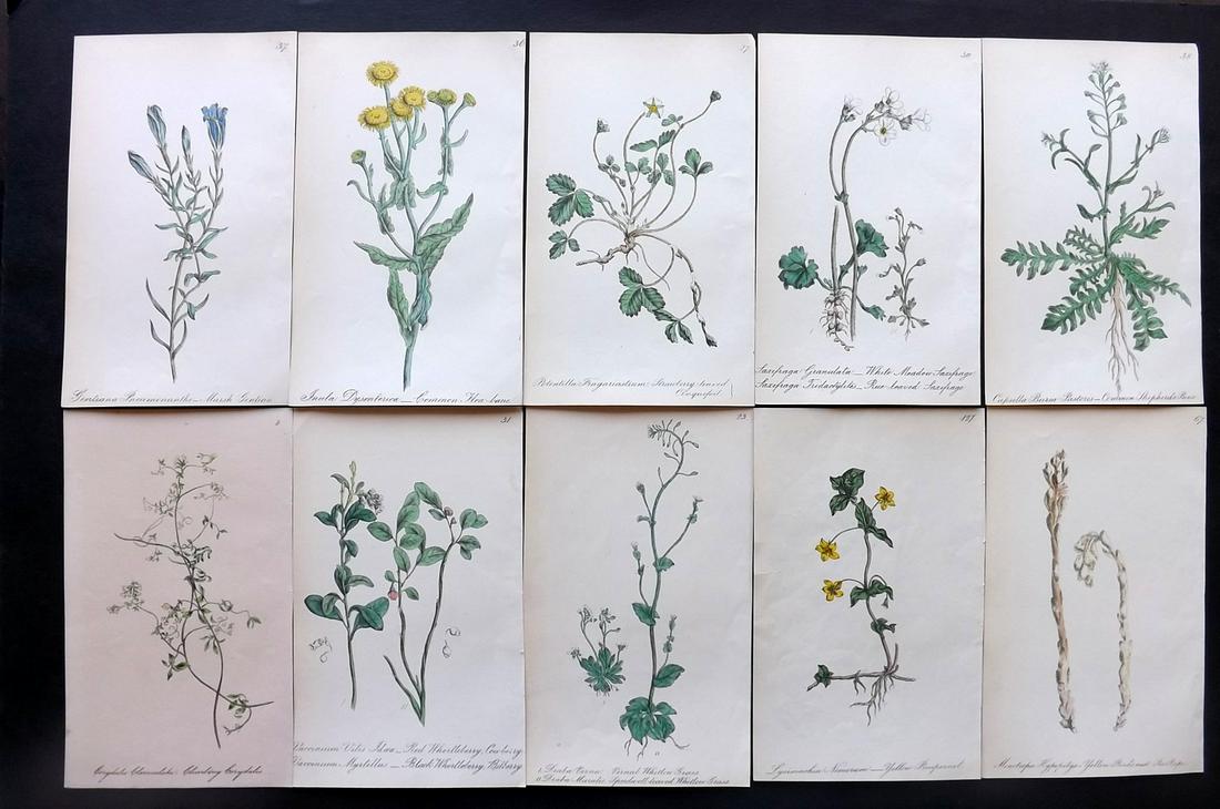 Hogg & Johnson C1870 Lot of 10 HCol Botanical Prints: Hand Coloured Lithographs Published 1863-1880, London for "The Wild Flowers of Great Britain" by Robert Hogg & George W. Johnson. Paper Size: 8.5 x 5 inch (22 x 14cm) Good Condition