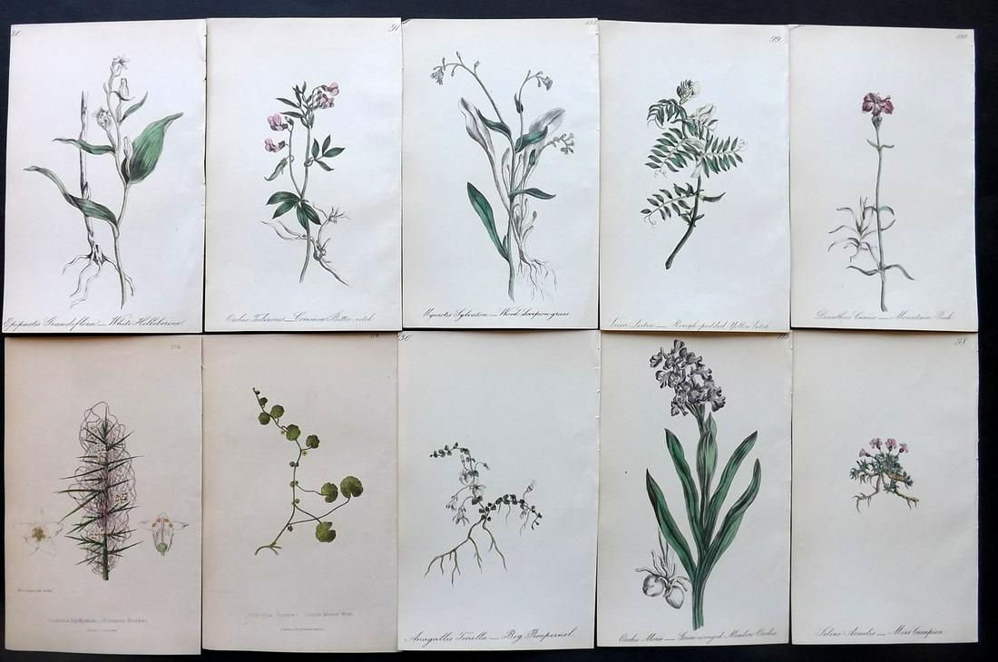 Hogg & Johnson C1870 Lot of 10 HCol Botanical Prints: Hand Coloured Lithographs Published 1863-1880, London for "The Wild Flowers of Great Britain" by Robert Hogg & George W. Johnson. Paper Size: 8.5 x 5 inch (22 x 14cm) Good Condition