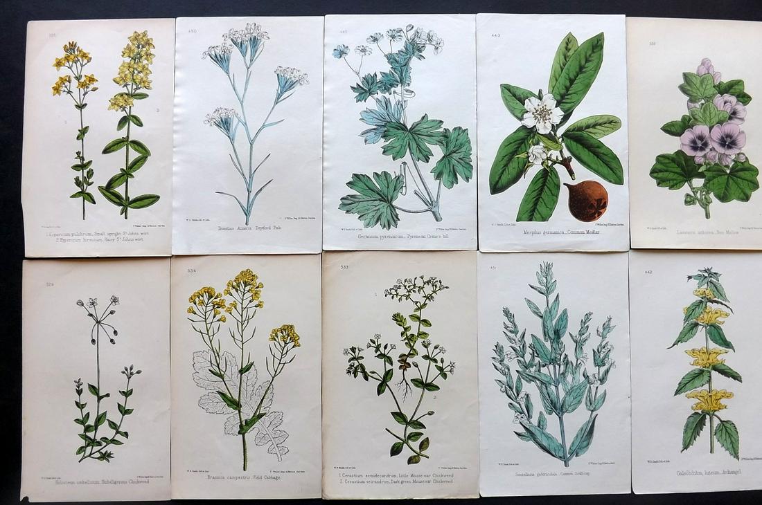 Hogg & Johnson C1870 Lot of 10 HCol Botanical Prints: Hand Coloured Lithographs Published 1863-1880, London for "The Wild Flowers of Great Britain" by Robert Hogg & George W. Johnson. Paper Size: 8.5 x 5 inch (22 x 14cm) Good Condition
