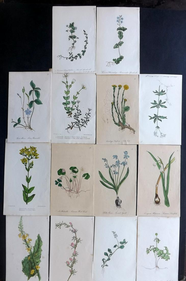 Hogg & Johnson C1870 Lot of 14 HCol Botanical Prints: Hand Coloured Lithographs Published 1863-1880, London for "The Wild Flowers of Great Britain" by Robert Hogg & George W. Johnson. Paper Size: 9 x 5.5 inch (23 x 14cm) Approx. Most with background toni