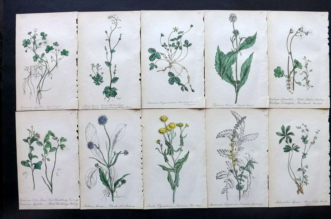 Hogg & Johnson C1870 Lot of 10 HCol Botanical Prints: Hand Coloured Lithographs Published 1863-1880, London for "The Wild Flowers of Great Britain" by Robert Hogg & George W. Johnson. Paper Size: 9 x 5.5 inch (23 x 14cm) Good Condition