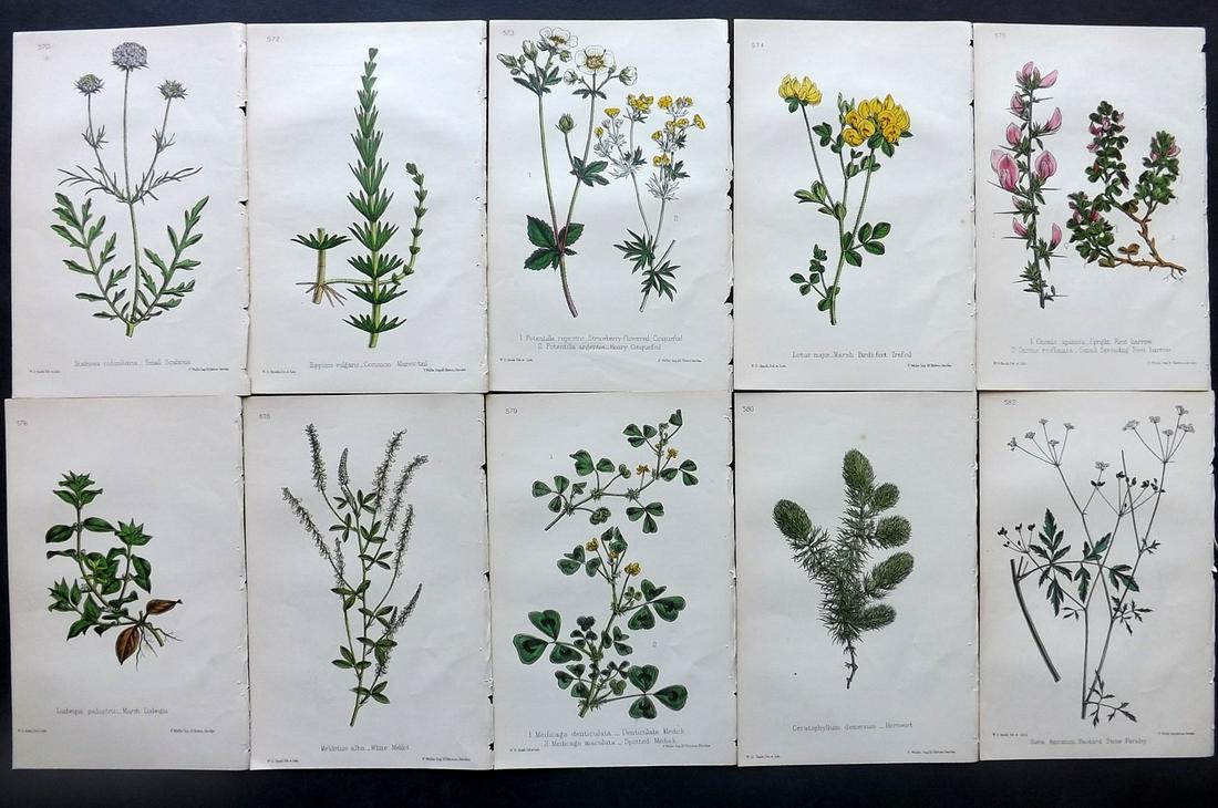 Hogg & Johnson C1870 Lot of 10 HCol Botanical Prints: Hand Coloured Lithographs Published 1863-1880, London for "The Wild Flowers of Great Britain" by Robert Hogg & George W. Johnson. Paper Size: 9 x 5.5 inch (23 x 14cm) Good Condition