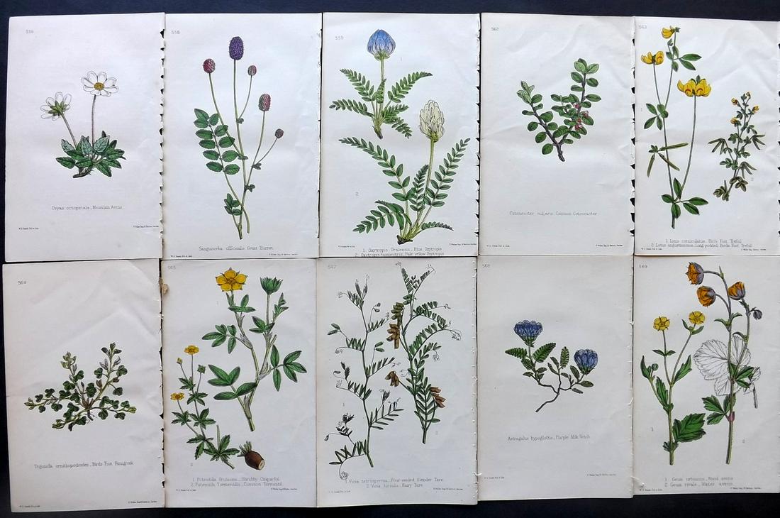 Hogg & Johnson C1870 Lot of 10 HCol Botanical Prints: Hand Coloured Lithographs Published 1863-1880, London for "The Wild Flowers of Great Britain" by Robert Hogg & George W. Johnson. Paper Size: 9 x 5.5 inch (23 x 14cm) Good Condition
