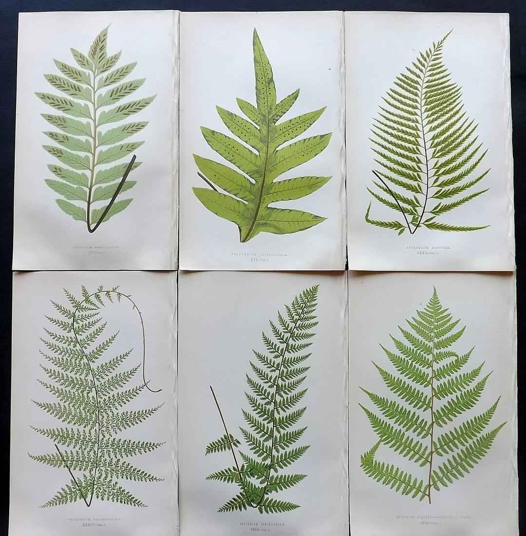 Lowe, Edward 1857 Lot of 6 Antique Fern Prints: Woodblocks Published 1856-62 by Groombridge and Sons, London for "Ferns: British and Exotic" by Edward Lowe. Illustrated by A.F. Lydon. Printed by Benjamin Fawcett. Paper Size: 10 x 6 inch (25 x 15cm)