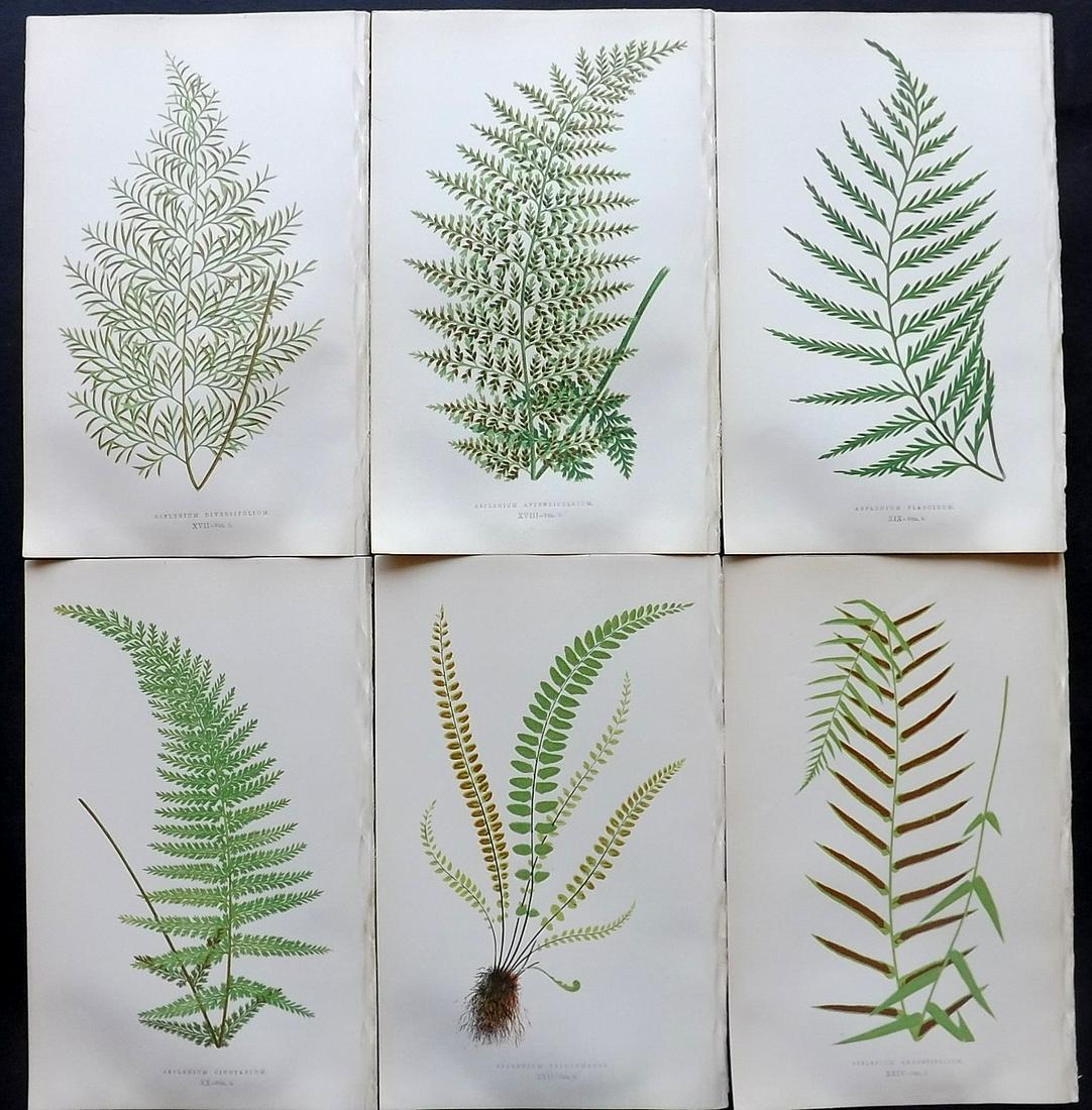 Lowe, Edward 1857 Lot of 6 Antique Fern Prints: Woodblocks Published 1856-62 by Groombridge and Sons, London for "Ferns: British and Exotic" by Edward Lowe. Illustrated by A.F. Lydon. Printed by Benjamin Fawcett. Paper Size: 10 x 6 inch (25 x 15cm)